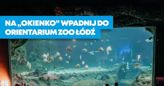 Każdy student, niezależnie od tego czy urodził się w Łodzi, Poznaniu czy Zgierzu, jeśli studiuje na łódzkiej uczelni, ma prawo do Karty Łodzianina. Można ją wyrobić także w biurze obsługi klienta łódzkiego zoo.