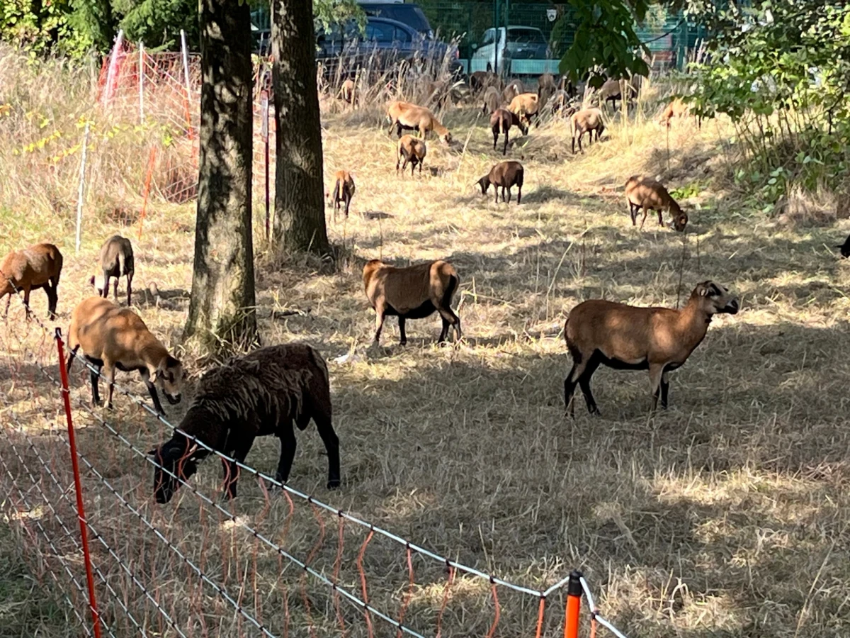 Trawę w Katowicach koszą owce zamiast kosiarek. Na razie na próbę 35 owiec zajęło się terenem o powierzchni około 1 tys. metrów kwadratowych w dzielnicy Brynów. Owce "pracują" za pożywienie i bez określonego terminu.
