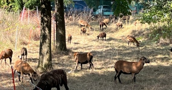 Trawę w Katowicach koszą owce zamiast kosiarek. Na razie na próbę 35 owiec zajęło się terenem o powierzchni około 1 tys. metrów kwadratowych w dzielnicy Brynów. Owce "pracują" za pożywienie i bez określonego terminu.