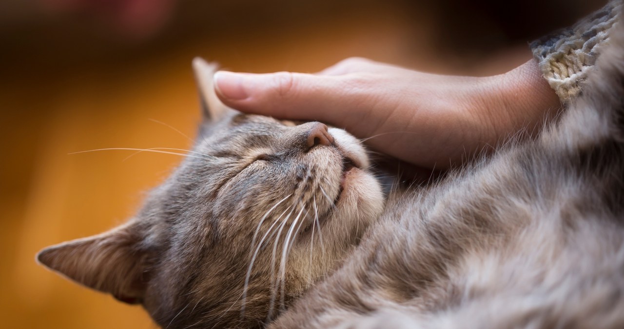 Tego o kotach nie mówi się za często. Chodzi o zdrowie domowników