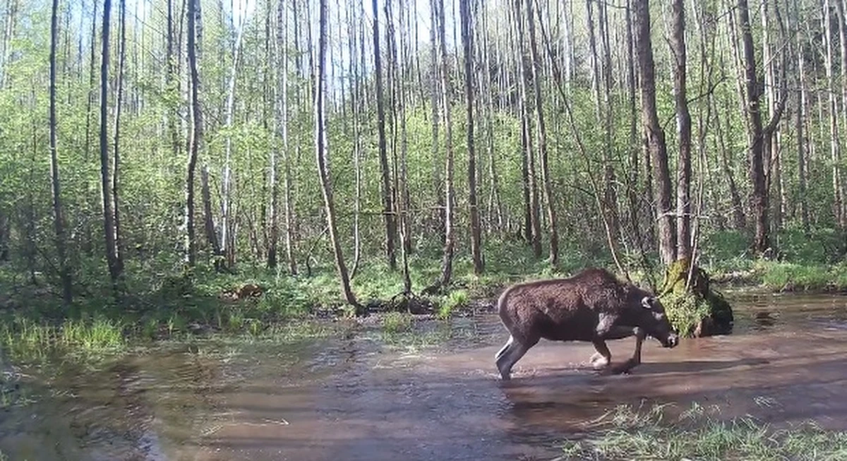 Nadleśnictwo Dojlidy na Podlasiu opublikowało na swoim facebookowym fanpage'u wyjątkowy film. Na nagraniu widać „osobozwierzę”. Dlaczego użyto takiego określenia?