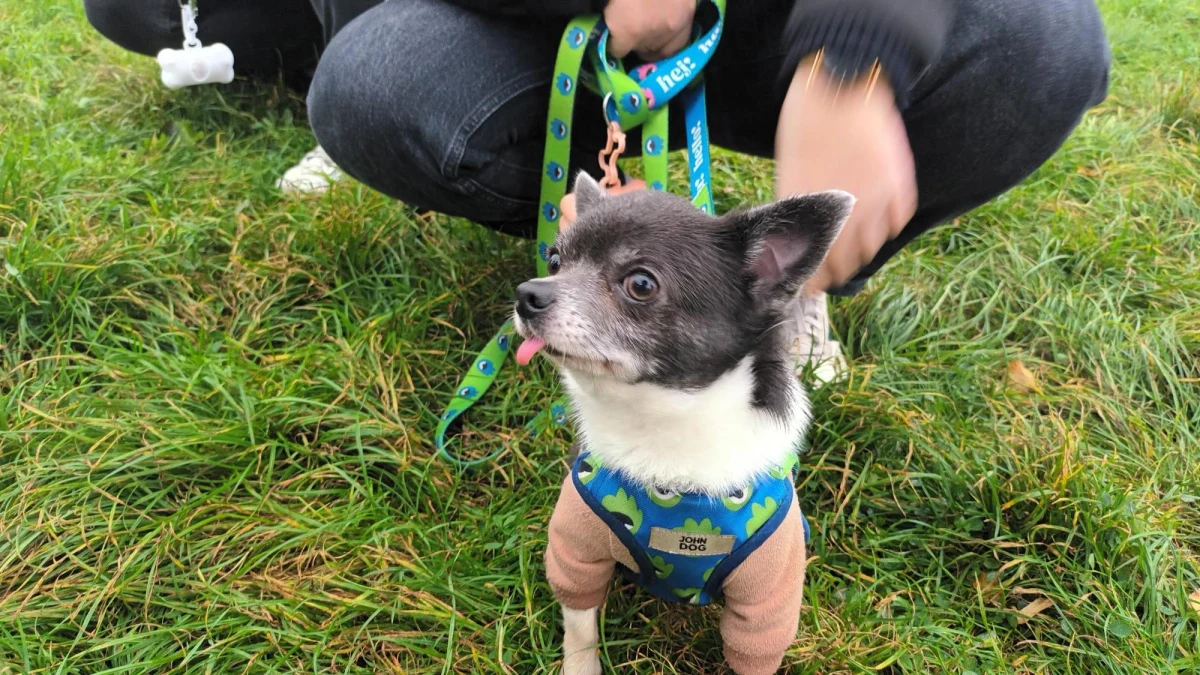 "W Poznaniu krzywdzenie zwierząt nie przejdzie, przejdzie za to Marsz Kejterka" - pod takim hasłem odbył się w Poznaniu drugi Marsz Kejterka. To wydarzenie dedykowane wszystkim czworonogom i ich właścicielom. 