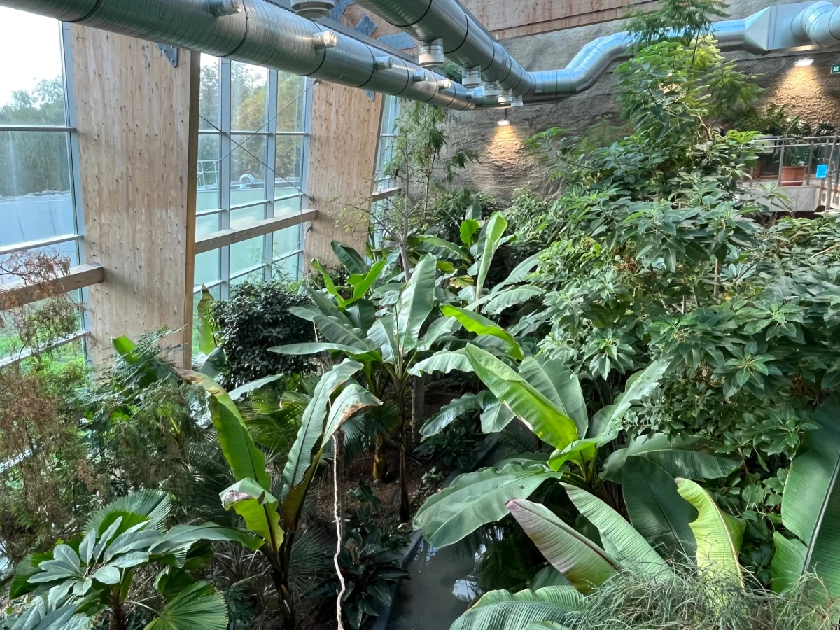 Las deszczowy Ameryki Południowej „wyrósł” w Śląskim Ogrodzie Zoologicznym w Chorzowie. Powstał w pawilonie o powierzchni blisko 1,5 tys. metrów kwadratowych i wysokości 12 metrów. W lesie są już pierwsi mieszkańcy, a od dziś nowy pawilon jest otwarty dla odwiedzających zoo. 