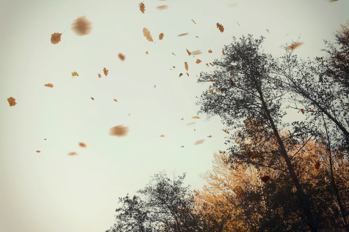 Na Podlasiu i Pomorzu mocno dziś powieje. IMGW wydał tam ostrzeżenia pierwszego stopnia przed silnym wiatrem. 