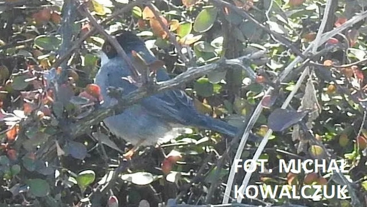 W niedzielę w centrum Warszawy zauważono pokrzewkę aksamitną. Ten gatunek przylatuje do Polski wyjątkowo rzadko. To czwarty taki odnotowany przypadek. 