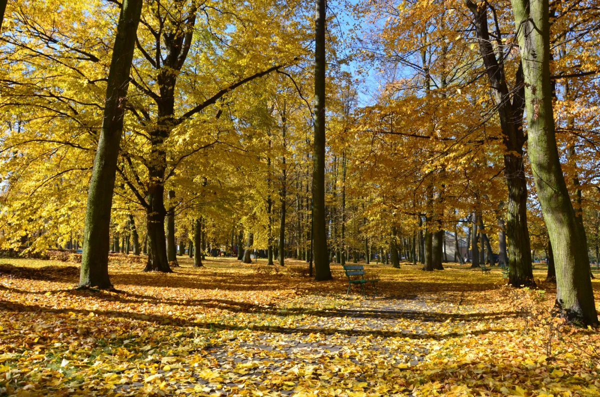 Jak informuje Instytut Meteorologii i Gospodarki Wodnej, początek tego tygodnia będzie chłodny, a w nocy pojawią się nawet przygruntowe przymrozki. Od środy czeka nas jednak ocieplenie, a na termometrach zobaczymy ponad 20 stopni Celsjusza. 