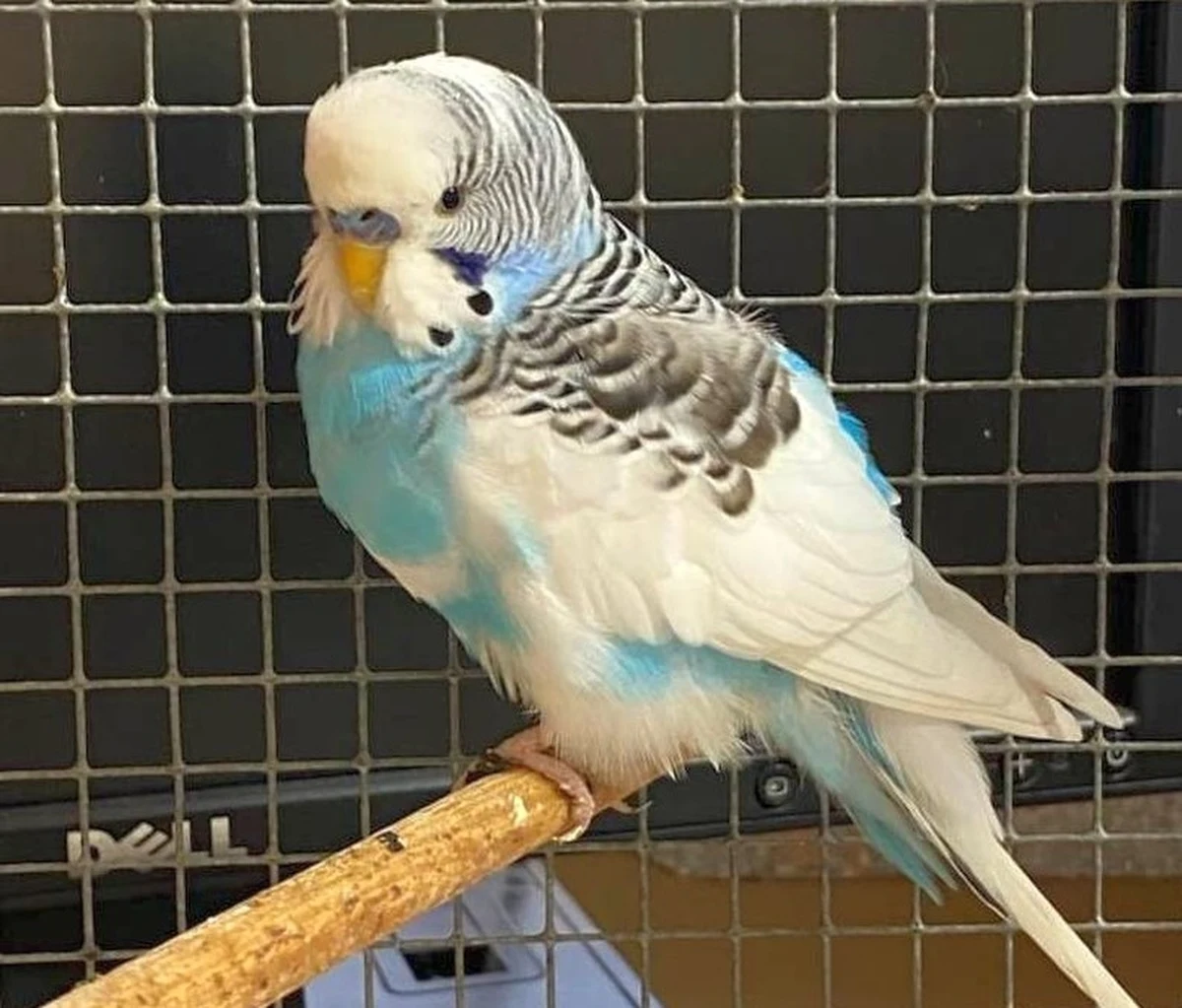 Do ogródka mieszkanki warszawskiego Zacisza przyleciała biało-błękitna papużka falista. Kobieta złowiła skrzydlatego gościa i przekazała strażnikom miejskim. Papużka trafiła do bezpiecznego schronienia.
