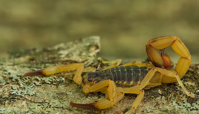 Skorpion w łóżku trzylatki. Dziewczynka nie żyje