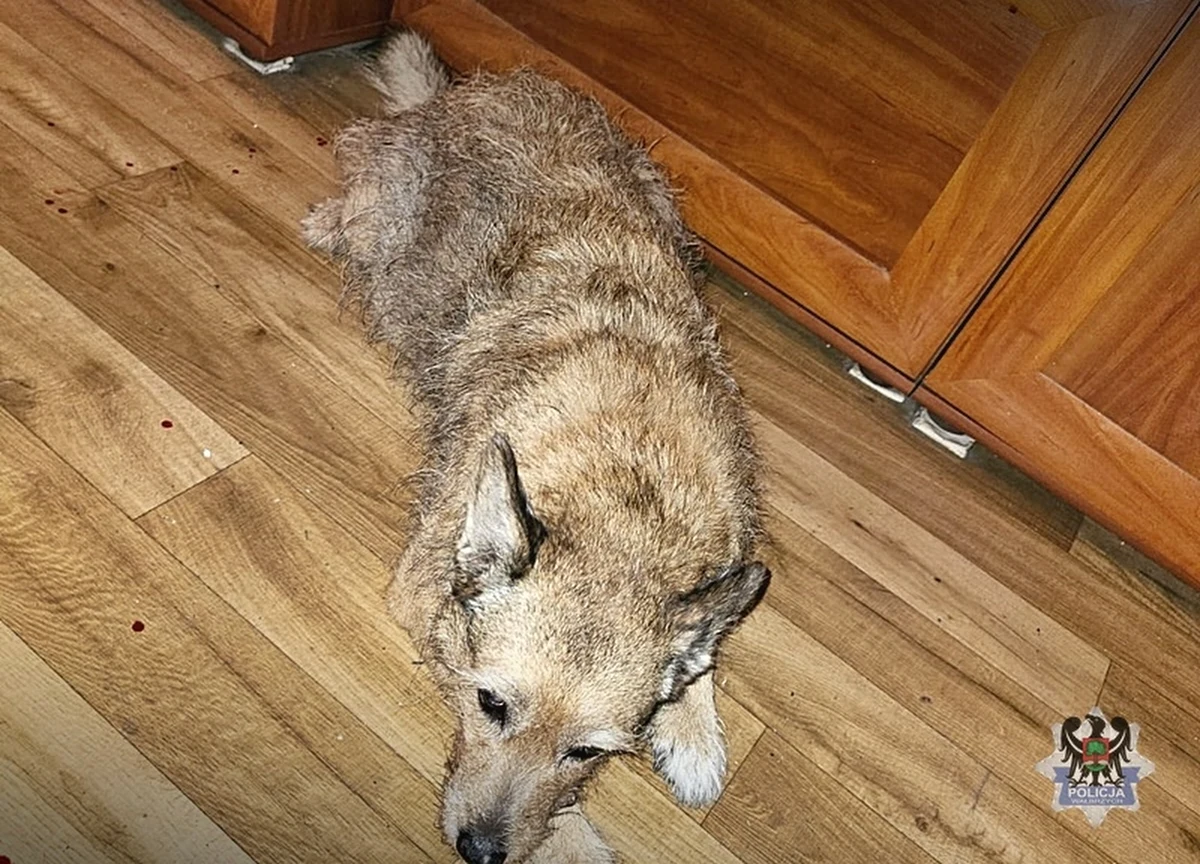 Do 3 lat więzienia za znęcanie się nad zwierzętami grozi 30-latkowi z Wałbrzycha. Podczas awantury domowej mężczyzna ze złości ugodził psa nożem.     


