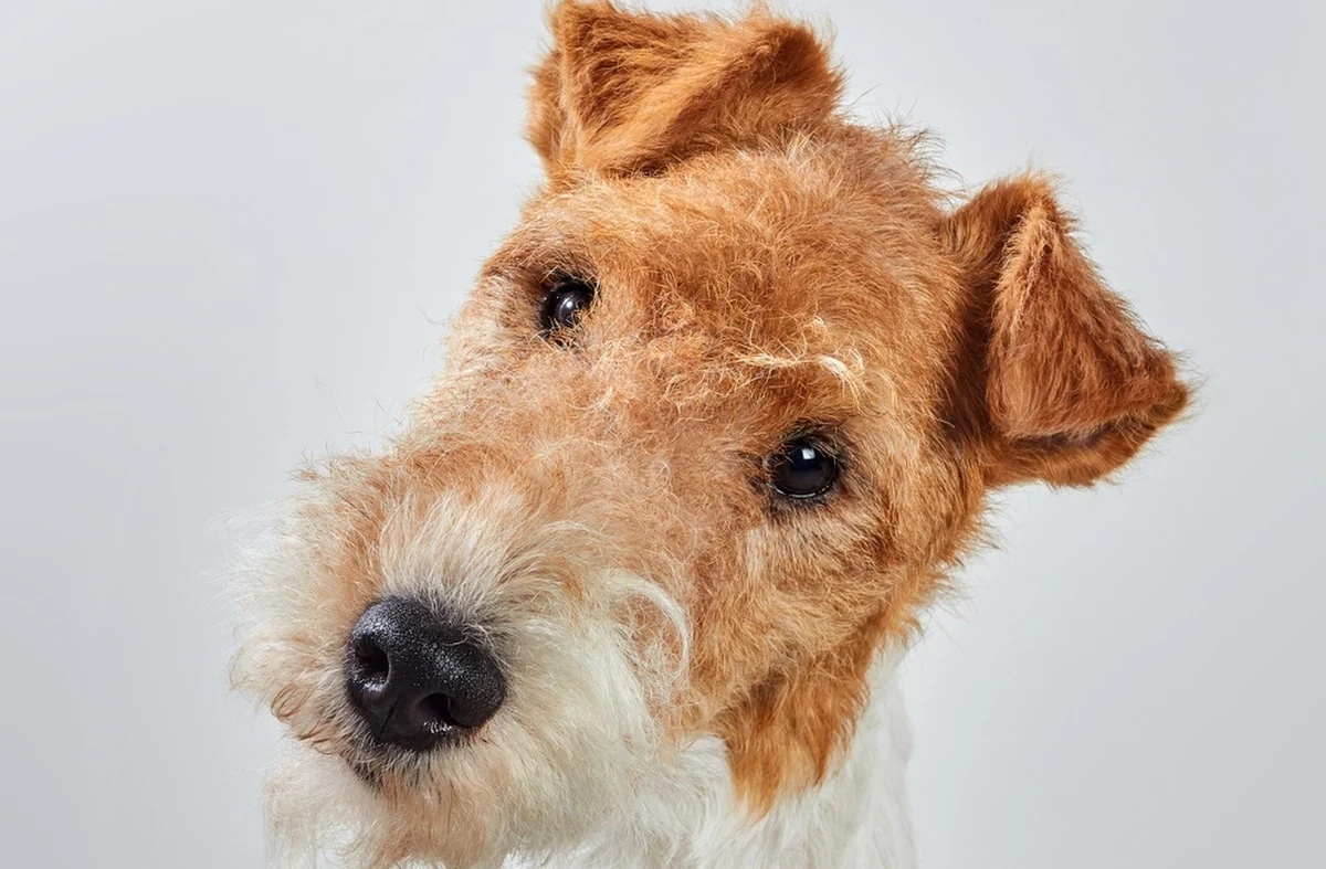 Na pół roku więzienia skazał Sąd Rejonowy w Białymstoku 42-letnią kobietę za znęcanie się ze szczególnym okrucieństwem nad psem. Zwierzę, które należało do jej konkubenta, wyrzuciła z balkonu. Pies upadek przeżył, ale został uśpiony z powodu obrażeń i słabego stanu zdrowia.