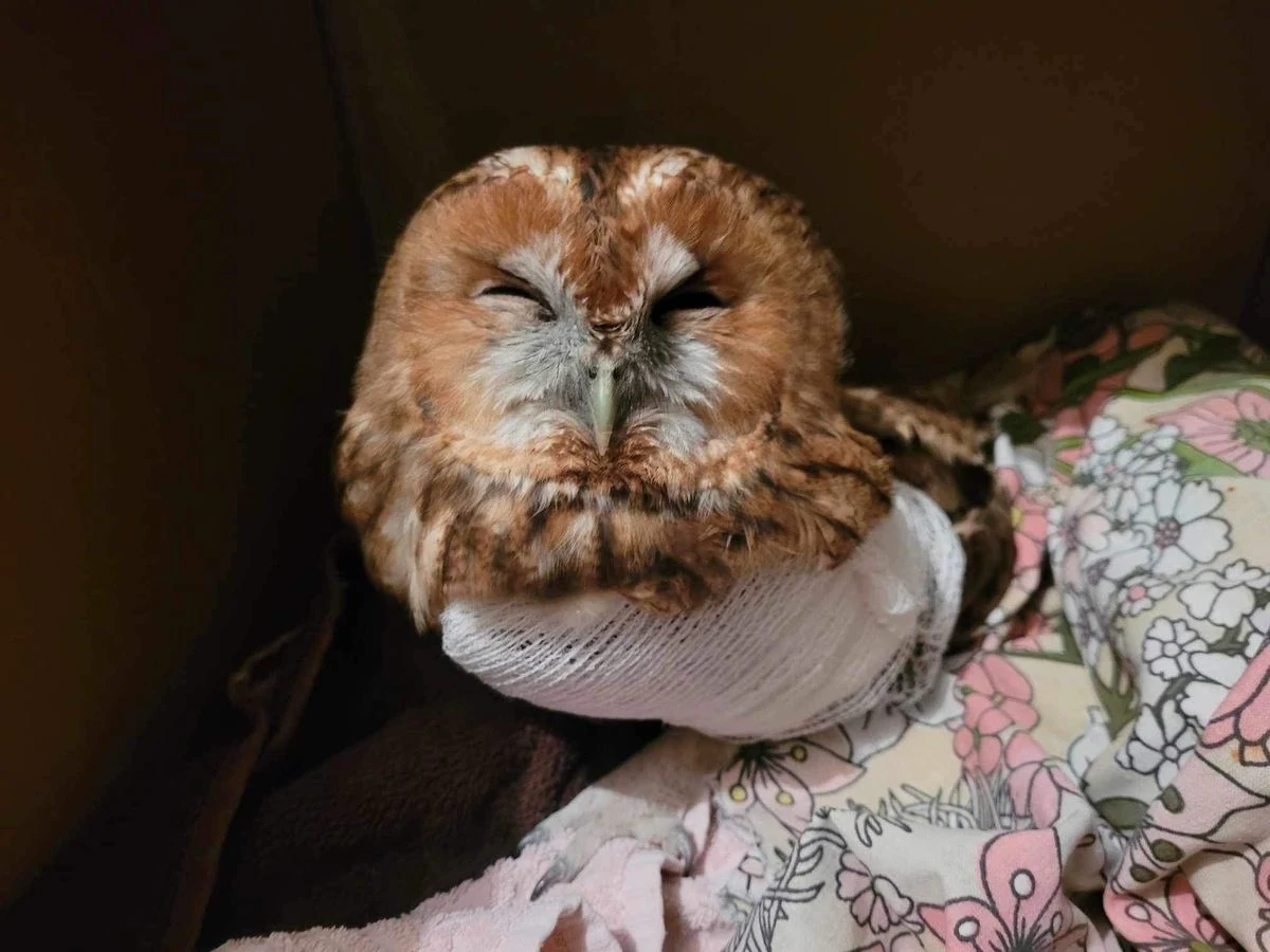 Kołobrzescy mundurowi podczas patrolu zauważyli sowę leżącą na drodze. Funkcjonariusze zaopiekowali się zwierzęciem i przekazali sowę pod fachową opiekę.