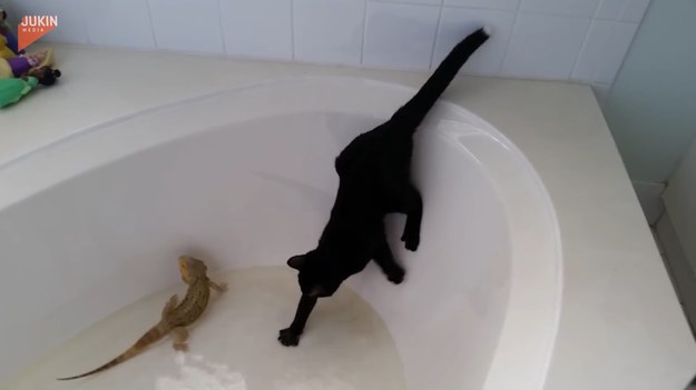 O tym, że koty nie przepadają za wodą, powszechnie wiadomo. Przykładem na potwierdzenie tych słów jest ten kot. Zobaczcie tylko, jak zareagował na zetknięcie z minimalną ilością wody.