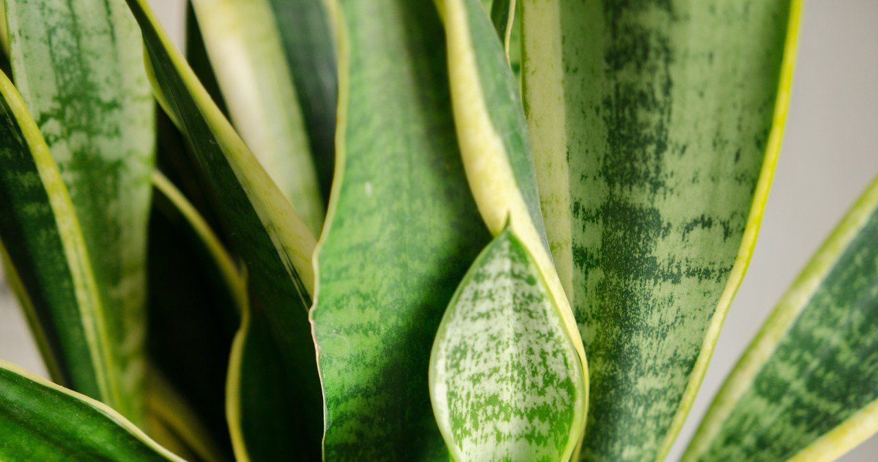 topfpflanzen hils Bestelle 6 XXL Palmen auf Rollen fürs Büro – Green Me Up