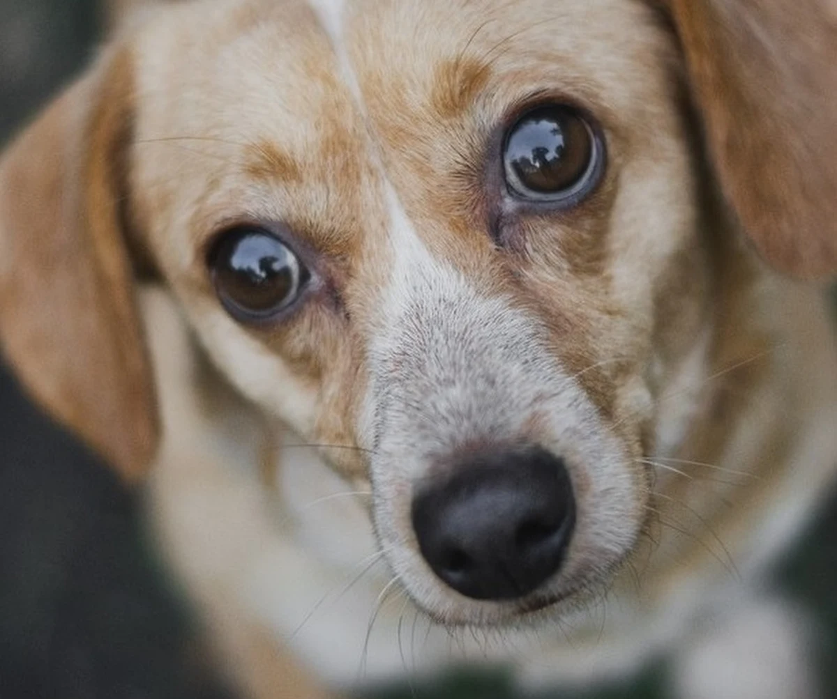 Wrocławska Ekostraż wstrzymała interwencje. To oznacza, że organizacja pomagająca zwierzętom nie ruszy z pomocą na przykład w przypadku znęcania się nad psami, tak jak robiła to do tej pory. Powód - ma za dużo psów do adopcji. 
