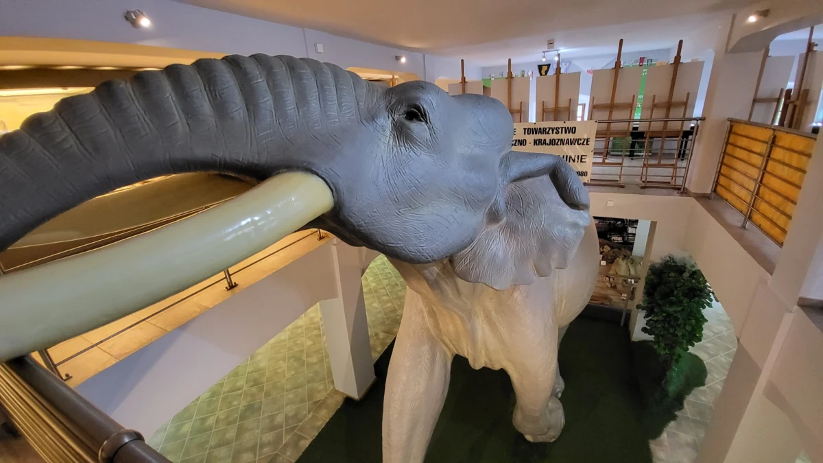 Prawie 100 tys. lat temu na terenie dzisiejszego Konina były.... słonie! To nie żart. Muzeum Okręgowe przygotowuje się do obchodów jubileuszu znalezienia szkieletu słonia leśnego. Prawie czterdzieści lat temu natrafili na niego górnicy z kopalni odkrywkowej węgla brunatnego.