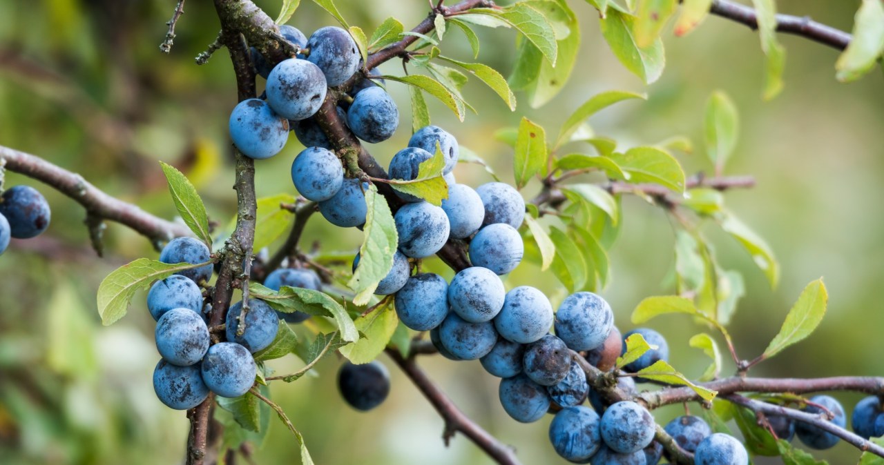 Zbierz w konkretnym terminie. "Niebieskie śliwki" zachowają cenne adekwatności