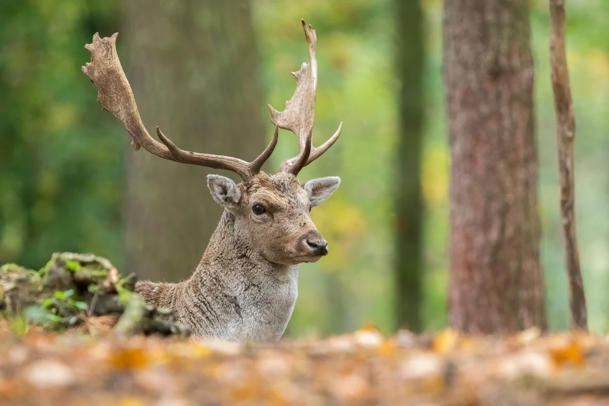 Trwa okres bekowiska. To nic innego jak gody danieli. Jednemu z leśniczych z Nadleśnictwa Żmigród na Dolnym Śląsku udało się nagrać walkę dwóch samców. "Takie potyczki są czasami bardzo zacięte i widowiskowe" - mówi zastępca nadleśniczego Karol Kotliński.