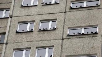 Kraków: Kobieta wyrzuciła ponad 100 tys. złotych przez okno. Akcja policji 