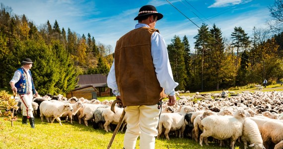 W sobotę przez Szczawnicę - uzdrowisko w Małopolsce - przejdzie wielkie stado owiec prowadzonych przez baców, juhasów, psy pasterskie i kapelę góralską. W ten sposób kultywowana jest tam piękna tradycja jesiennego redyku, który oznacza zakończenie sezonu wypasu owiec na halach.