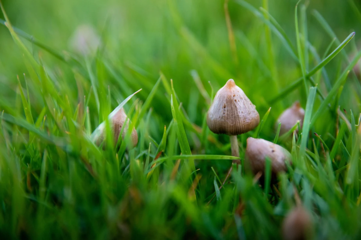 Blisko 60 grzybów halucynogennych nazbierali na terenie Bieszczadzkiego Parku Narodowego 28-letni mężczyzna i 27-letnia kobieta. Zachowywali się nerwowo, co zwróciło uwagę funkcjonariuszy Bieszczadzkiego Oddziału Straży Granicznej. Zostali zatrzymani - powiedział w piątek PAP rzecznik BiOSG por. Piotr Zakielarz.

