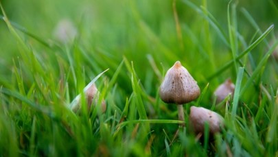 Zbierali grzyby halucynogenne w Bieszczadzkim Parku Narodowym
