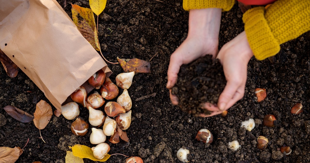 Koniecznie posadź je jeszcze w sierpniu. Wiosną twój ogród zachwyci sąsiadów