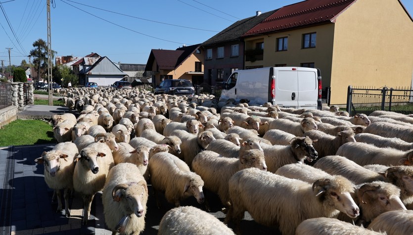  Owce opanowały polskie miasto. To góralska tradycja