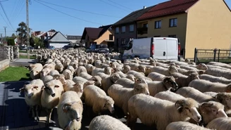 Setki owiec na ulicach Szczawnicy. To góralska tradycja