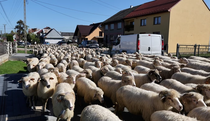 Setki owiec na ulicach Szczawnicy. To góralska tradycja