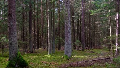 Makabra pod Częstochową: Spacerowicz znalazł w lesie ludzkie szczątki  
