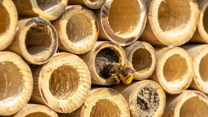 Nowe domki dla pszczół przy sandomierskich placówkach oświatowych 