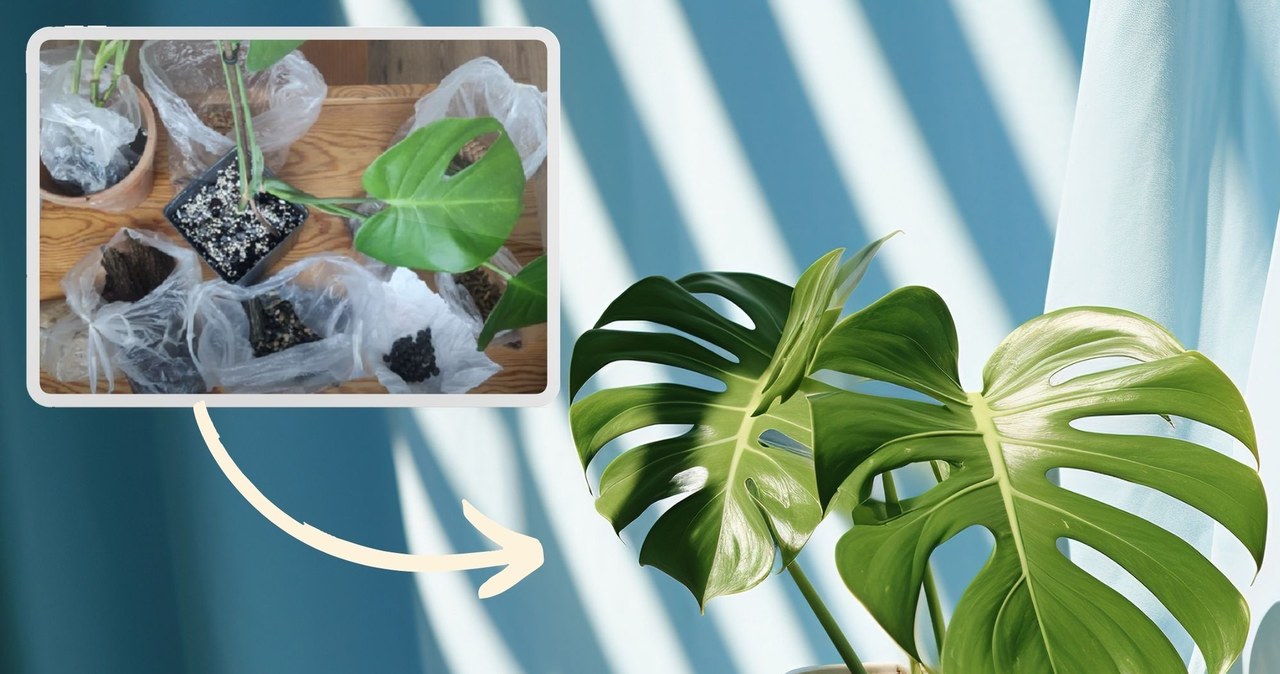  Zrób bigos dla roślin. Monstera i filodendron ci podziękują