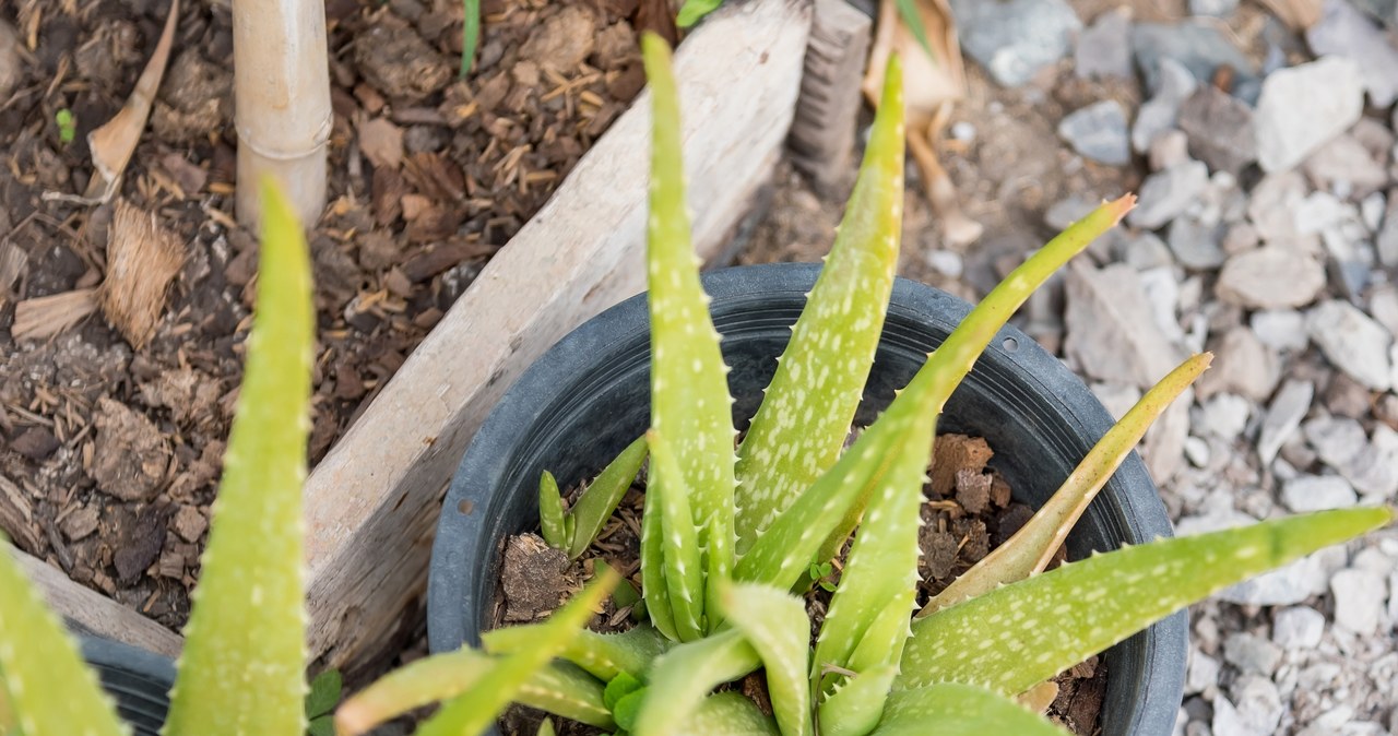 Aloes, chętnie, wybierana, roślina, doniczkowa, Sama, uprawa, rośliny, może, wymagająca, rośnie, terenach, suchych, gorących, za Zżółknięty aloes? Dwie przyczyny, z którymi poradzisz sobie natychmiastowo