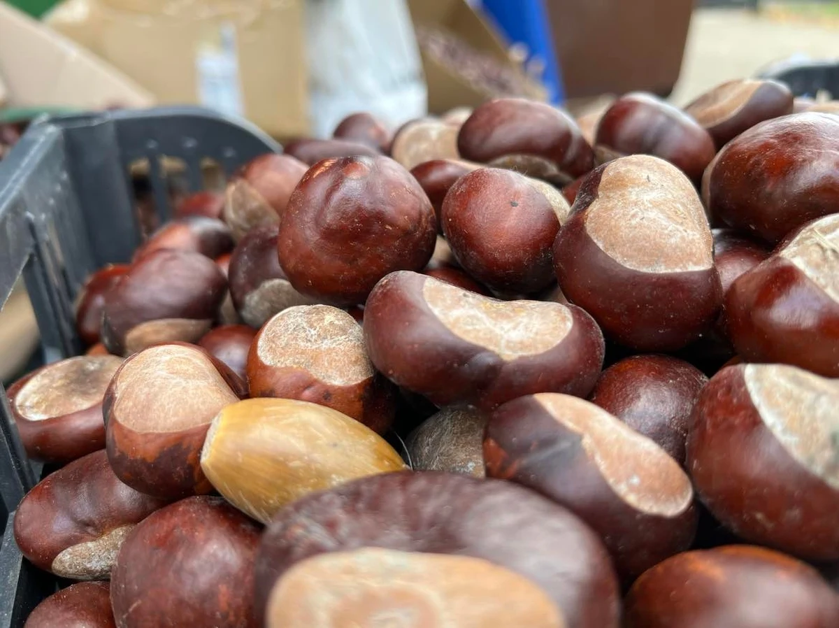 ​Do końca października we Wrocławiu trwa akcja "Kasztanki dla hospicjum". Każdy może przynieść kasztany, które zostaną sprzedane. Zebrane w ten sposób pieniądze zasilą konto Wrocławskiego Hospicjum dla Dzieci.