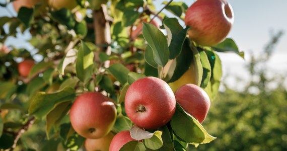 Trzy osoby podejrzane o oszustwa przy skupie jabłek i gruszek zatrzymali policjanci z Grójca. Spółka nie płaciła za dostarczone owoce. Oszukanych zostało 24 sadowników, którzy stracili blisko 740 tys. złotych.