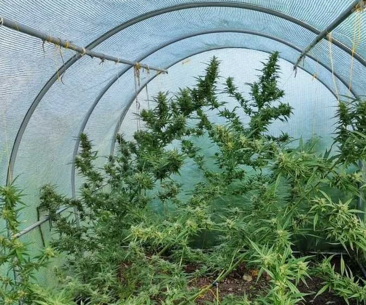 W areszcie spędzi najbliższe trzy miesiące 44-latek, podejrzany o posiadanie znacznej ilości środków odurzających. Policjanci znaleźli u niego blisko 5,5 kg narkotyków oraz broń palną i amunicję. Mieszkaniec powiatu krośnieńskiego usłyszał już zarzuty.