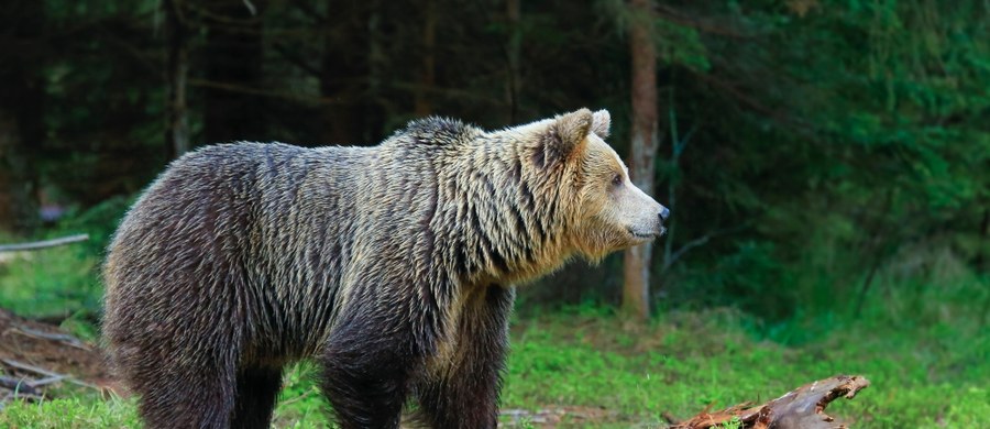 Cztery obroże telemetryczne, w tym dwie wyposażone w kamery, zostaną założone tatrzańskim niedźwiedziom, które podchodzą w okolice ludzkich siedzib - poinformował Tatrzański Park Narodowy.  