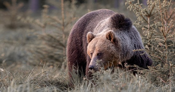 W Tatrach od kilku dni leży śnieg, a temperatura spada nawet do minus 8 stop C. Na razie jednak nie widać, by niedźwiedzie przygotowywały się do zimowego snu.