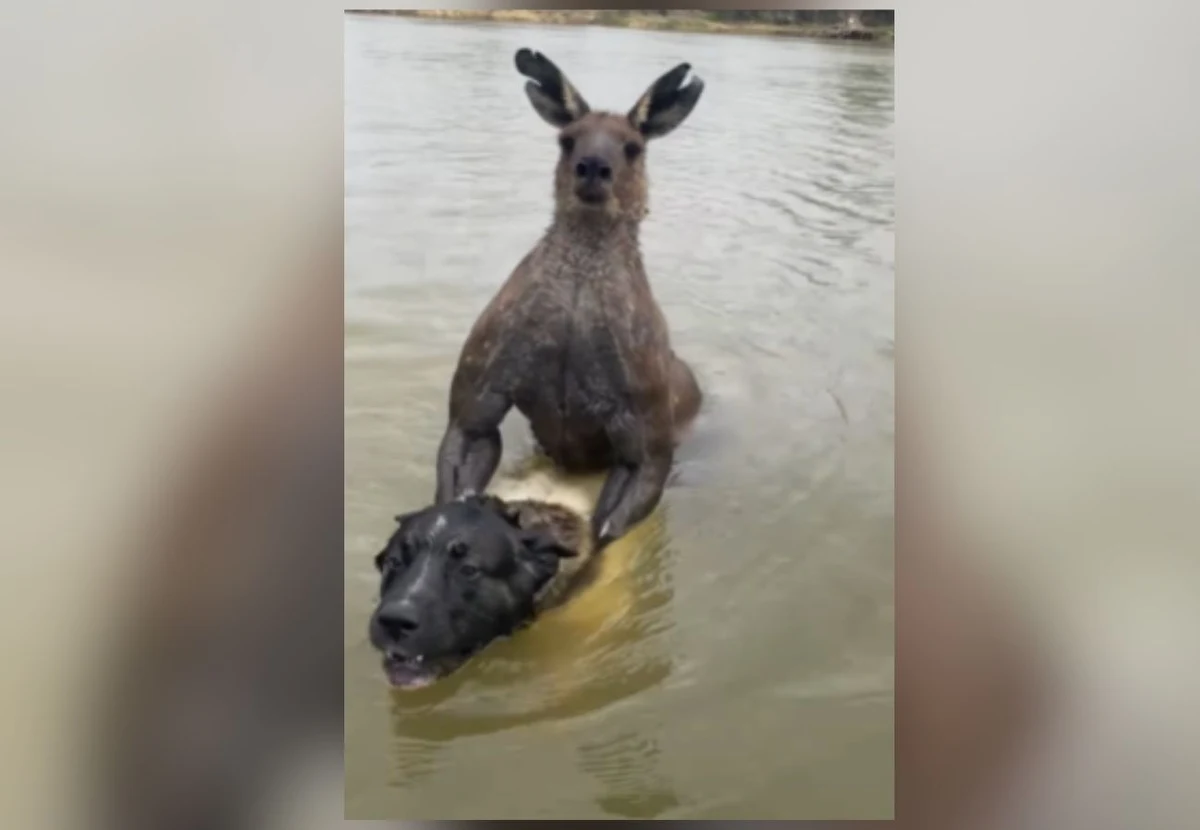 Mrożącą krew w żyłach historią żyją australijskie media. Czarnym charakterem jest w tej opowieści kangur, z którym walkę stoczył właściciel psa. Całe wydarzenie zostało nagrane - wideo zrobiło furorę w mediach społecznościowych.