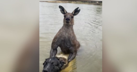 Mrożącą krew w żyłach historią żyją australijskie media. Czarnym charakterem jest w tej opowieści kangur, z którym walkę stoczył właściciel psa. Całe wydarzenie zostało nagrane - wideo zrobiło furorę w mediach społecznościowych.