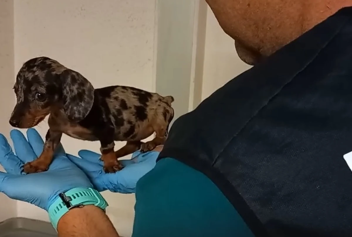 W Hiszpanii rozbito gang, który nielegalnie sprzedawał do Europy Wschodniej zwierzęta. Podczas akcji uratowano ponad 400 czworonogów, głównie psy i koty. Przyszłych właścicieli - na podstawie sfałszowanych dokumentów - oszukiwano, że zwierzęta są zdrowe. Wśród członków gangu był m.in. weterynarz. 