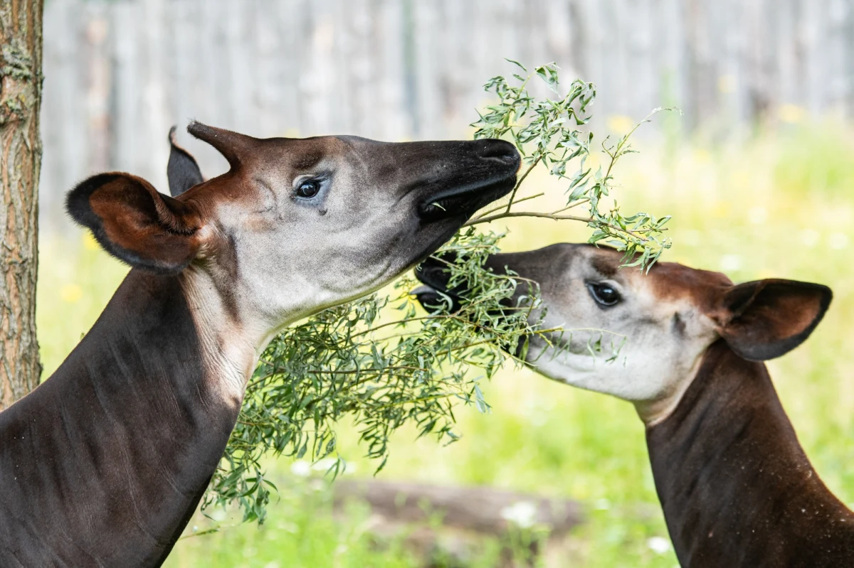 Z okazji Światowego Dnia Okapi, który obchodzony jest 18 października, wrocławskie ZOO ogłosiło konkurs dla szkół. Klasa, która zbierze najwięcej zużytych komórek, laptopów i tabletów, wygra wycieczkę do zoo i zajęcia edukacyjne. 