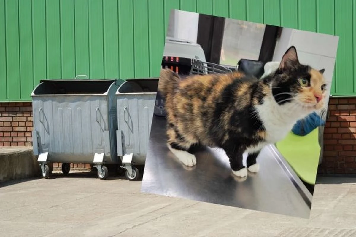 Kot zamknięty w transporterze został porzucony przy śmietniku na jednym z olsztyńskich osiedli. Pani sprzątająca okoliczne klatki schodowe znalazła zwierzę i zawiozła je do schroniska. Kot jest chory, skuteczne leczenie będzie możliwe dopiero po poznaniu jego dotychczasowej historii.