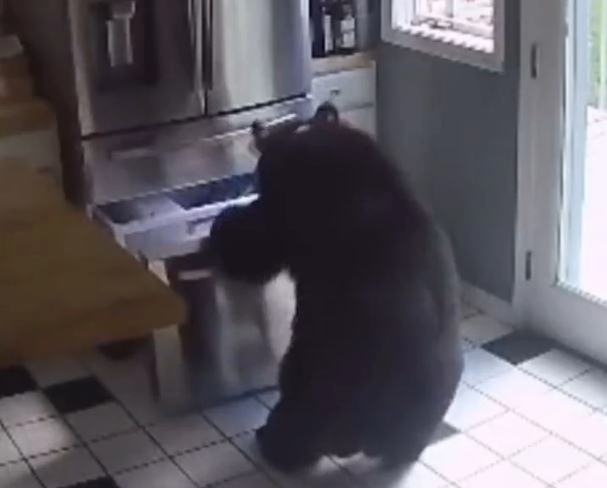 Na filmie z domowego monitoringu, nagranym w stanie Connecticut (USA), uchwycono niedźwiedzia złodziejaszka, który zakradł się w poszukiwaniu pożywienia. Krótki pobyt baribala w domu najwyraźniej mu się opłacił i z łatwo pozyskanym łupem zwierzak oddalił się bez pośpiechu z miejsca przestępstwa.