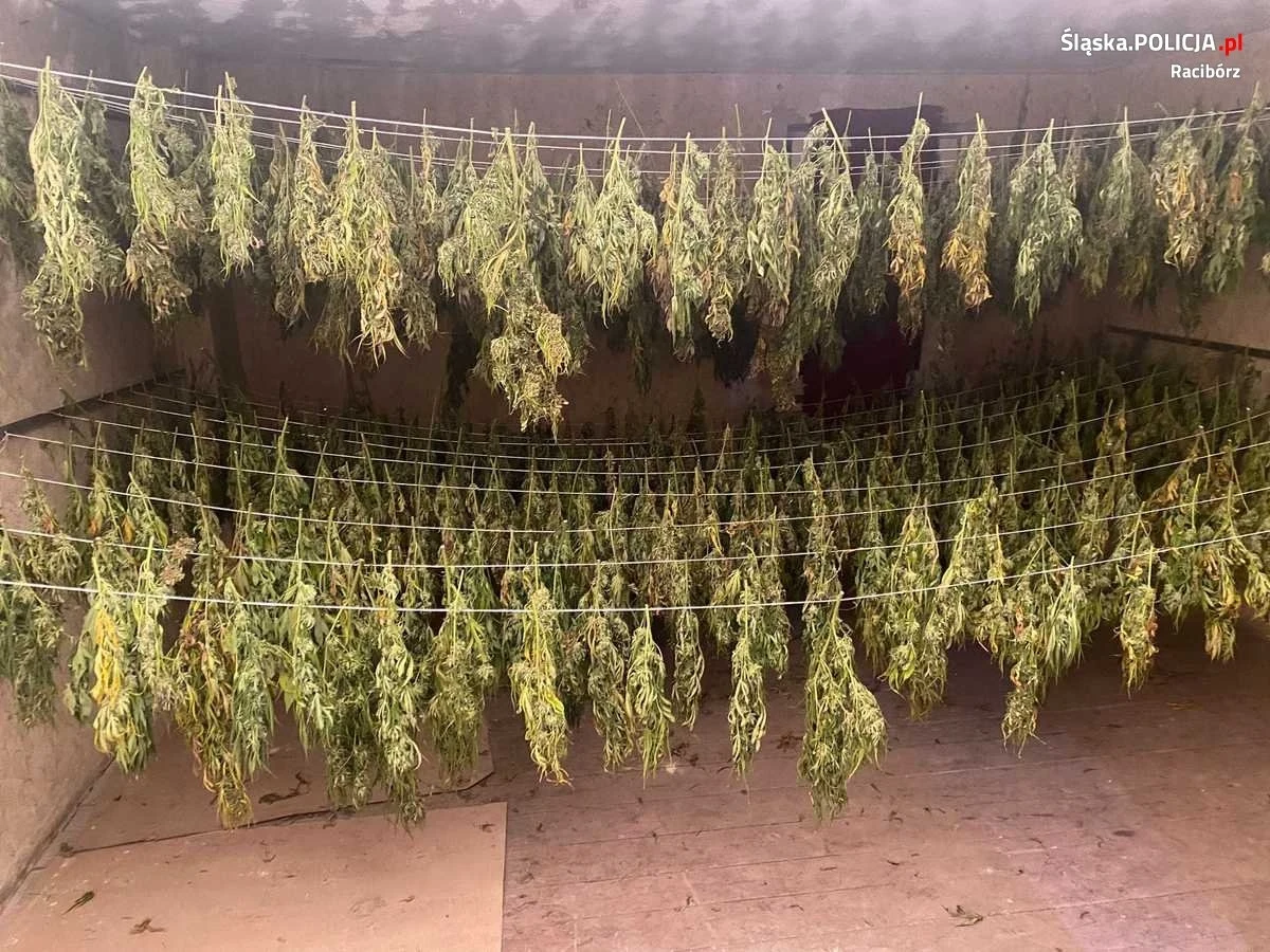 Ponad 70 krzewów konopi indyjskiej i 36 kilogramów gotowego już suszu roślinnego przechwycili policjanci z Raciborza, którzy zlikwidowali plantację, działającą na pograniczu województw śląskiego i opolskiego. Zatrzymano 38-letniego właściciela uprawy.