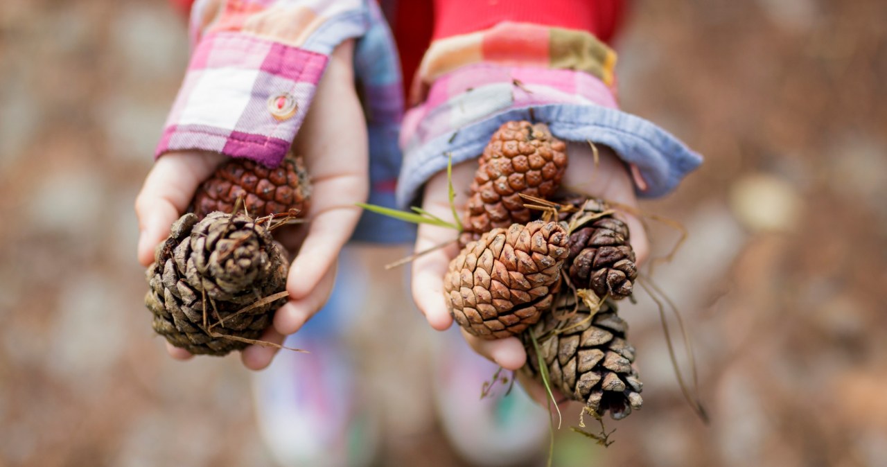 ​Przynieś ze spaceru i zabierz do ogrodu. Zdziwisz się, w czym ci pomogą