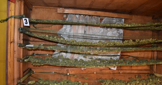 Ponad 26 kg marihuany przejęli policjanci z Chełma. Konopie w różnej fazie suszenia znajdowały się w altance działkowej, w specjalnie przygotowanym pomieszczeniu. Zatrzymano trzech młodych mężczyzn.