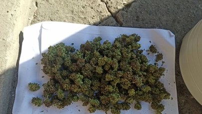Marihuana w suszarce spożywczej. 26-latek w rękach policji