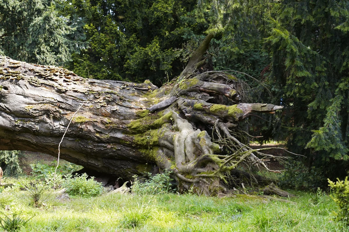 Intensywne porywy wiatru w piątek dotarły nad Austrię. W Tyrolu w szczytowym momencie wiatr osiągał prędkość dochodzącą do 200 km/h. W rejonie Patscherkofel przewracające się drzewo spowodowało śmierć 86-letniego mężczyzny – poinformowała agencja APA.