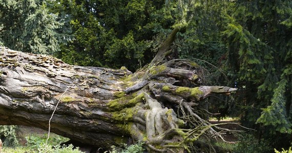 Intensywne porywy wiatru w piątek dotarły nad Austrię. W Tyrolu w szczytowym momencie wiatr osiągał prędkość dochodzącą do 200 km/h. W rejonie Patscherkofel przewracające się drzewo spowodowało śmierć 86-letniego mężczyzny – poinformowała agencja APA.